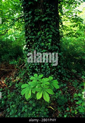 common horse chestnut (Aesculus hippocastanum), young shoot at a tree trunk, Germany Stock Photo