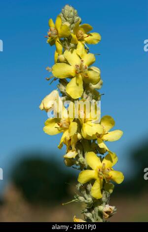 White mullein, Dark mullein (Verbascum lychnitis), blooming yellow, Germany Stock Photo