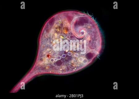 blue trumpet animalcule (Stentor coeruleus), dark-field microscope picture, Germany Stock Photo