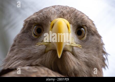 white-tailed sea eagle (Haliaeetus albicilla), portrait Stock Photo