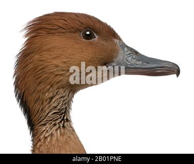 Close-up of Fulvous Whistling Duck, Dendrocygna bicolor, 5 years old, in front of white background Stock Photo
