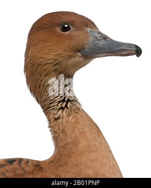 Close-up of Fulvous Whistling Duck, Dendrocygna bicolor, 5 years old, in front of white background Stock Photo