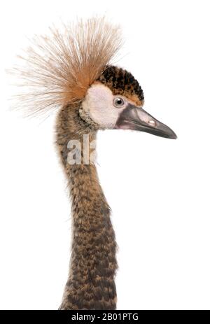 Close-up of Black Crowned Crane, Balearica pavonina pavonina, 6 months old, in front of white background Stock Photo