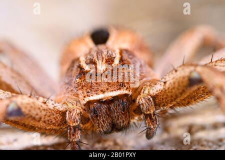 Running scrab spider (Thanatus formicinus), portrait, Germany Stock Photo