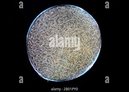 Fallen Star, star jelly, witch's butter, mare's eggs (Nostoc spec.), mass of Nostoc in darkfield, Germany Stock Photo