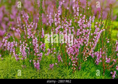 Common Heather, Ling, Heather (Calluna vulgaris), and Polytrichum formosum, Switzerland Stock Photo