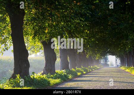 large-leaved lime, lime tree (Tilia platyphyllos), lime avenue in parc Ooidonk, Belgium, East Flanders, Leerne, Ooidonk Stock Photo