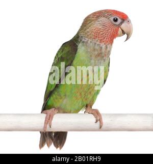 Cape Parrot, Poicephalus robustus, 8 months old, perched on pole in front of white background Stock Photo