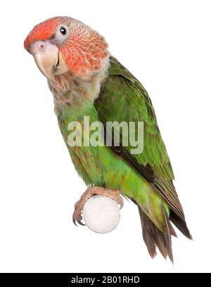 Cape Parrot, Poicephalus robustus, 8 months old, perched on pole in front of white background Stock Photo