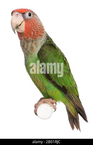 Cape Parrot, Poicephalus robustus, 8 months old, perched on pole in front of white background Stock Photo