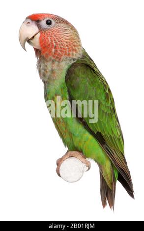 Cape Parrot, Poicephalus robustus, 8 months old, perched on pole in front of white background Stock Photo