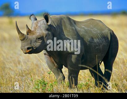 black rhinoceros, hooked-lipped rhinoceros, browse rhinoceros (Diceros bicornis), standing in the savannah, side view, Africa Stock Photo