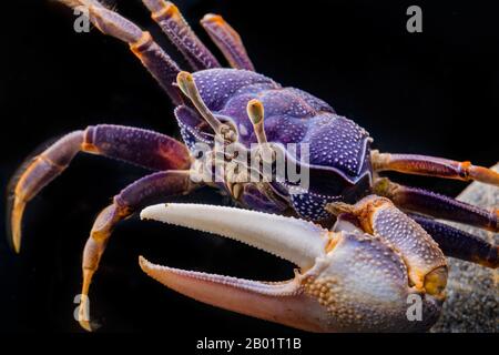 West African Fiddler Crab, European Fiddler Crab, Barrilete   (Afruca tangeri), male Stock Photo