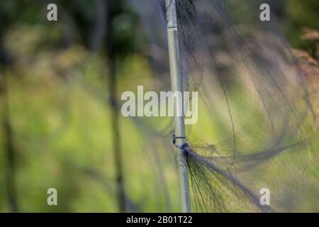 bird net for catching birds for research purpose, Germany, Bavaria, Oberpfalz Stock Photo