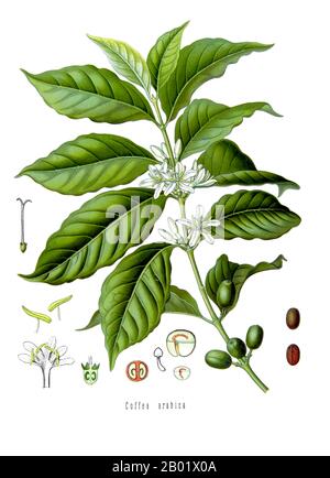 Yemen/Ethiopia: Coffea arabica - the coffee plant. Illustration from Franz Eugen Köhler's Medizinal-Pflanzen, 1897.  Coffee is a brewed beverage with a bitter flavor prepared from the roasted seeds of the coffee plant. The beans are found in coffee cherries, which grow on trees cultivated in over 70 countries, primarily in equatorial Latin America, Southeast Asia, South Asia and Africa. Green (unroasted) coffee is one of the most traded agricultural commodities in the world. Coffee can have a stimulating effect on humans due to its caffeine content. It is one of the most-consumed beverages. Stock Photo