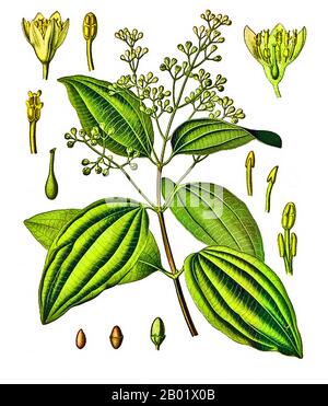 Cinnamon trees, Cinnamomum verum, Ceylon cinnamon, Negombo, Colombo ...