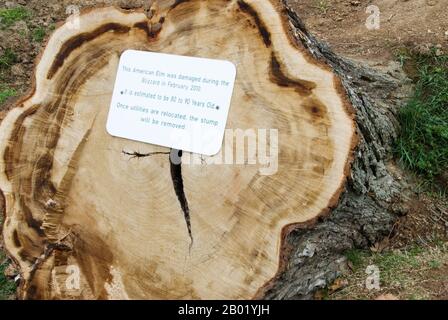 An American Elm tree was damaged due to a winter blizzard and was cut down. This one is 80 to 90 years old and will eventually be removed. Stock Photo