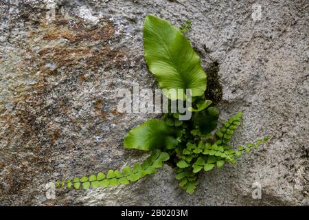 Hart's-tongue and wall-rue, two ferns on a old castle wall. Stock Photo