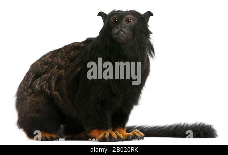 Red-handed Tamarin, Saguinus midas, 6 years old, in front of white background Stock Photo