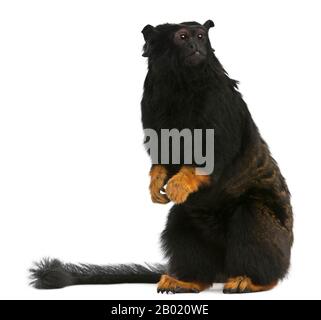 Red-handed Tamarin, Saguinus midas, 6 years old, in front of white background Stock Photo