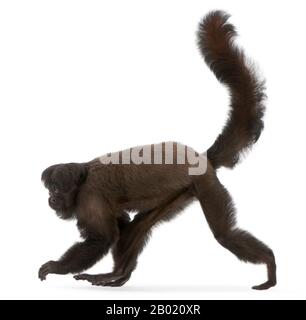 Black Bearded Saki, Chiropotes satanas, 6 years old, in front of white background Stock Photo