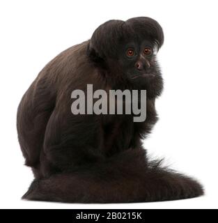 Black Bearded Saki, Chiropotes satanas, 6 years old, in front of white background Stock Photo