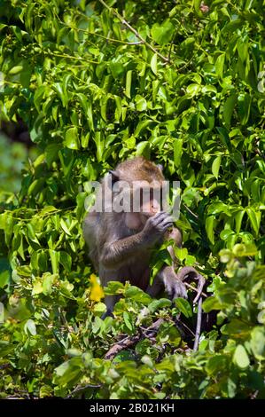 This is an image of Macaque monkeys found in Tanjung Puting National ...