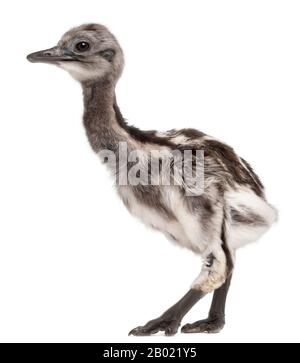 Darwin's Rhea, Rhea pennata, also known as the Lesser Rhea, 1 week old, in front of white background Stock Photo