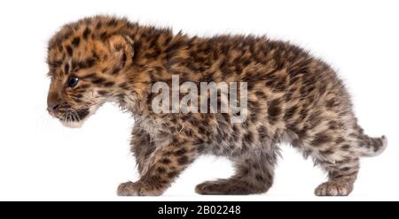 Amur leopard cub walking, Panthera pardus orientalis, 6 weeks old, in front of white background Stock Photo