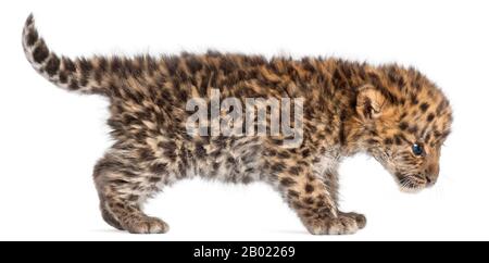 Amur leopard cub walking, Panthera pardus orientalis, 6 weeks old, in front of white background Stock Photo