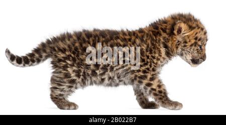 Amur leopard cub walking, Panthera pardus orientalis, 6 weeks old, in front of white background Stock Photo