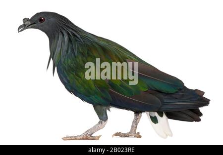 Nicobar Pigeon, Caloenas nicobarica, in front of white background Stock Photo
