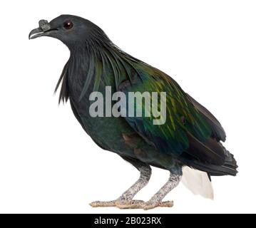Nicobar Pigeon, Caloenas nicobarica, in front of white background Stock Photo