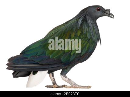 Nicobar Pigeon, Caloenas nicobarica, in front of white background Stock Photo
