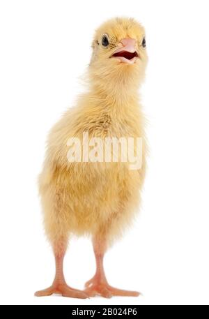 Japanese Quail, also known as Coturnix Quail, Coturnix japonica, 3 days old, in front of white background Stock Photo