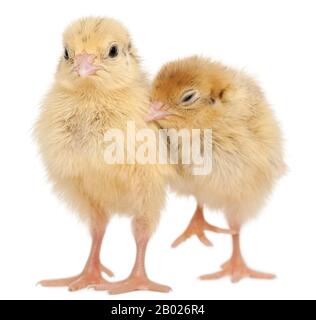 Two Japanese Quail, also known as Coturnix Quail, Coturnix japonica, 3 days old, in front of white background Stock Photo