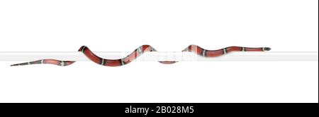 Sinaloan milk snake, Lampropeltis triangulum sinaloae, in front of white background Stock Photo