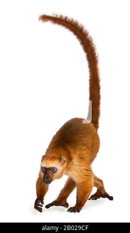 Female blue-eyed black lemur, Eulemur flavifrons, 3 years old, in front of white background Stock Photo