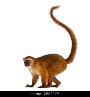 Female blue-eyed black lemur, Eulemur flavifrons, 3 years old, in front of white background Stock Photo