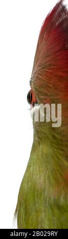 Fischer's Turaco, Tauraco fischeri, 6 months old, in front of white background Stock Photo