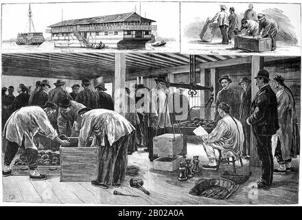 China: 'On board an opium hulk at Shanghai'. Illustration from The Illustrated London News, 1883.  Opium poppy, Papaver somniferum, is the species of plant from which opium and poppy seeds are extracted. Opium is the source of many opiates, including morphine, thebaine, codeine, papaverine and noscapine.  The Latin botanical name means the 'sleep-bringing poppy', referring to the sedative properties of some of these opiates. Stock Photo