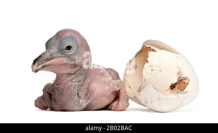 Dalmatian Pelican, Pelecanus crispus, 48 hours old, next to it's own egg, against white background Stock Photo