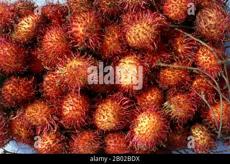 The rambutan (Nephelium lappaceum) is a medium-sized tropical tree in the family Sapindaceae. The fruit produced by the tree is also known as rambutan.  The name rambutan is derived from the Malay/Indonesian word rambutan, meaning 'hairy', rambut the word for 'hair' in both languages, a reference to the numerous hairy protuberances of the fruit, together with the noun-building suffix -an.  In Vietnam, it is called chôm chôm (meaning 'messy hair') due to the spines covering the fruit's skin. Stock Photo