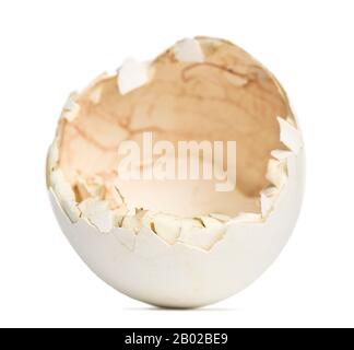 Egg of Great Grey Owl or Lapland Owl, Strix nebulosa, against white background Stock Photo
