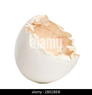 Egg of Great Grey Owl or Lapland Owl, Strix nebulosa, against white background Stock Photo