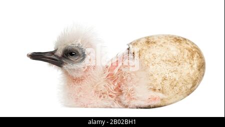 Madagascar Ibis with hatched egg, Lophotibis cristata, also known as the Madagascar Crested Ibis, White, winged Ibis or Crested Wood Ibis, 1 day old, Stock Photo