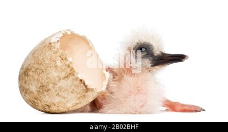 Madagascar Ibis with hatched egg, Lophotibis cristata, also known as the Madagascar Crested Ibis, White, winged Ibis or Crested Wood Ibis, 1 day old, Stock Photo