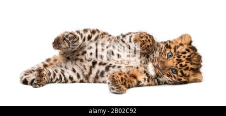 Amur leopard cub, Panthera pardus orientalis, 9 weeks old, lying against white background Stock Photo