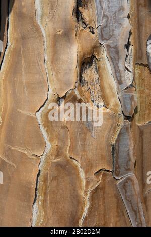 quiver tree Stock Photo