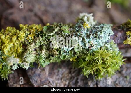 Various lichens growing on a branch in the woods Stock Photo